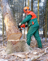 Holzfaeller